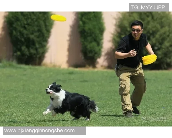重庆飞盘队在极限运动世界杯中的拼搏历程与荣耀时刻